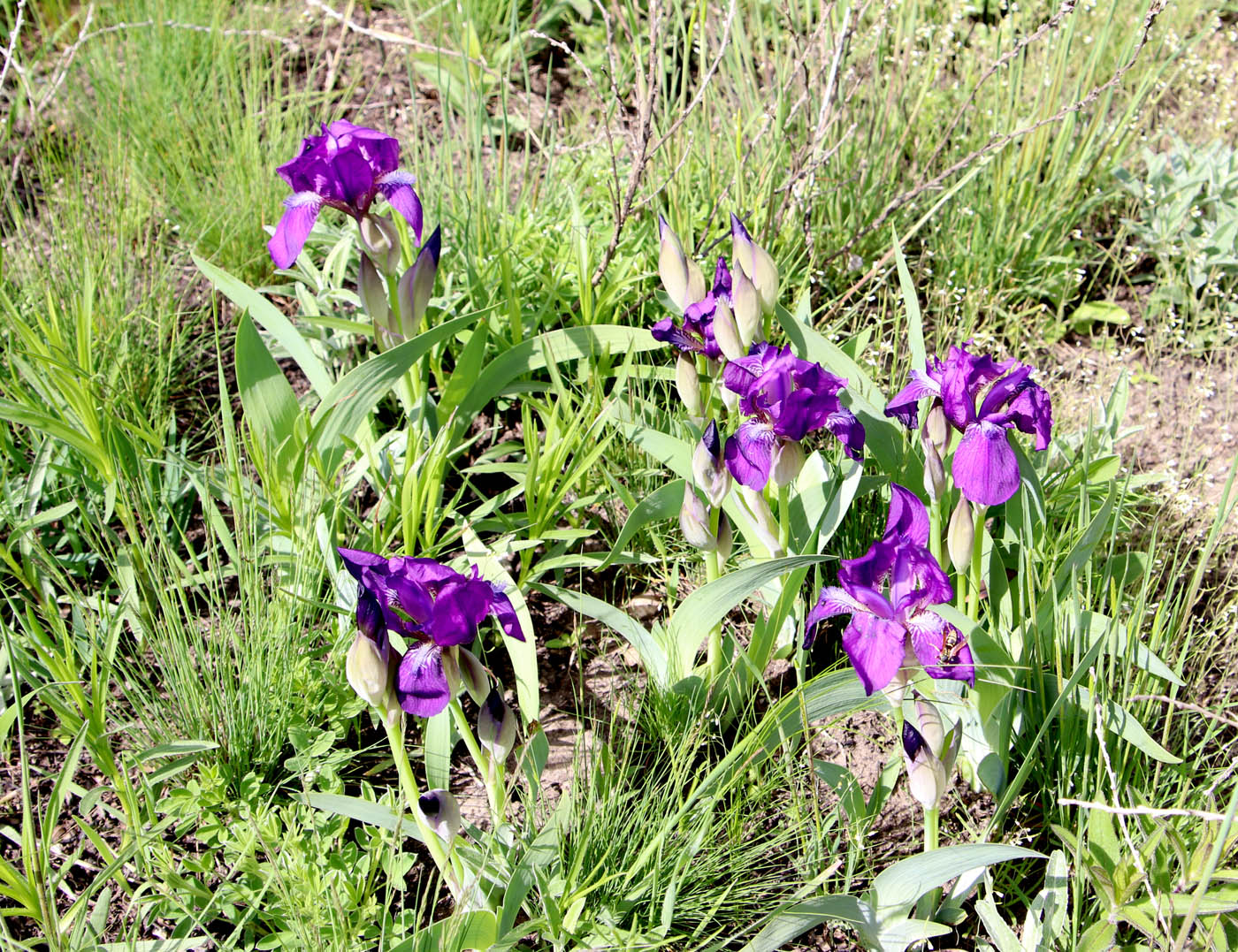 Image of Iris aphylla specimen.