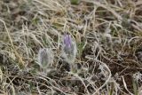 Pulsatilla violacea. Бутонизирующее растение. Республика Адыгея, окр. истока ручья Молочка, субальпийский луг. 8 мая 2021 г.