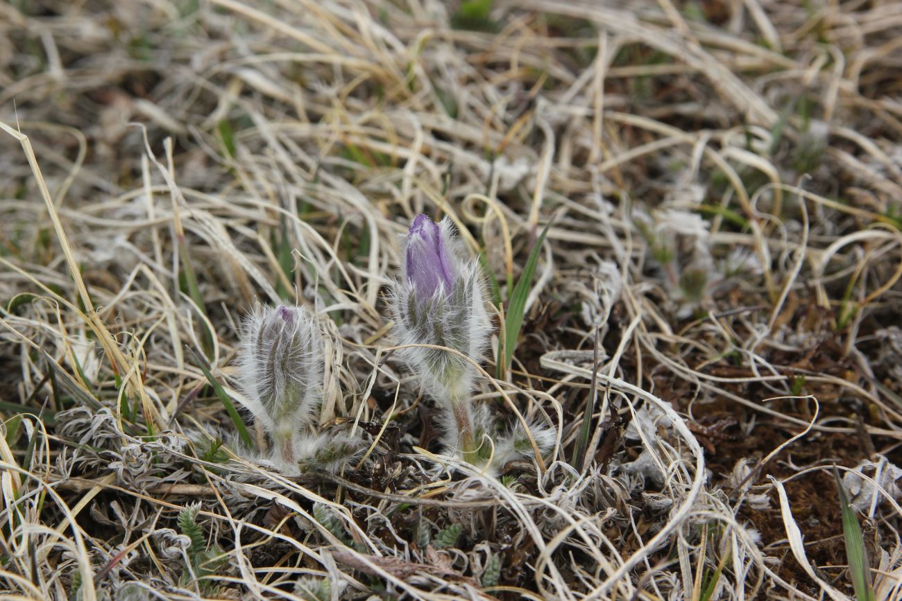 Image of Pulsatilla violacea specimen.