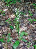 Platanthera bifolia