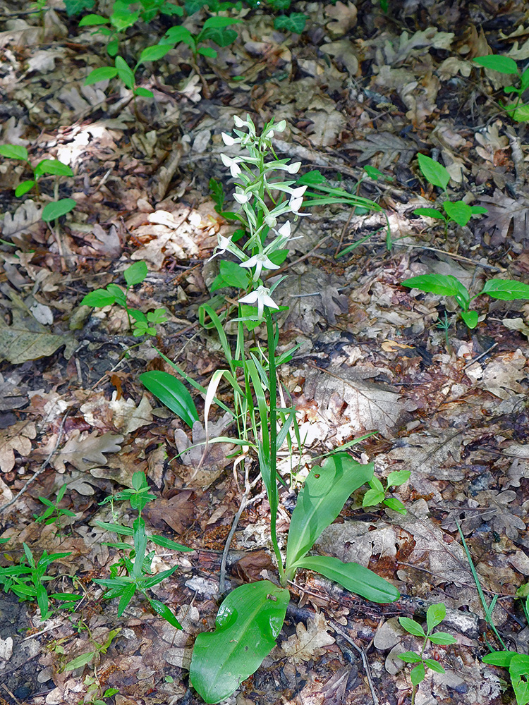 Изображение особи Platanthera bifolia.