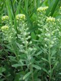 Alyssum variety desertorum