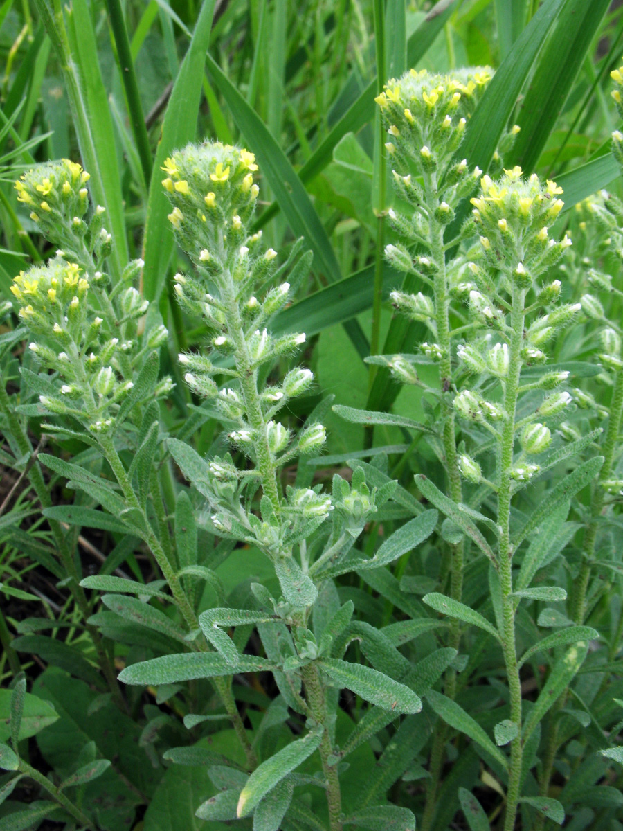 Image of Alyssum turkestanicum var. desertorum specimen.