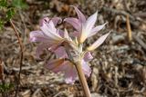 Amaryllis belladonna