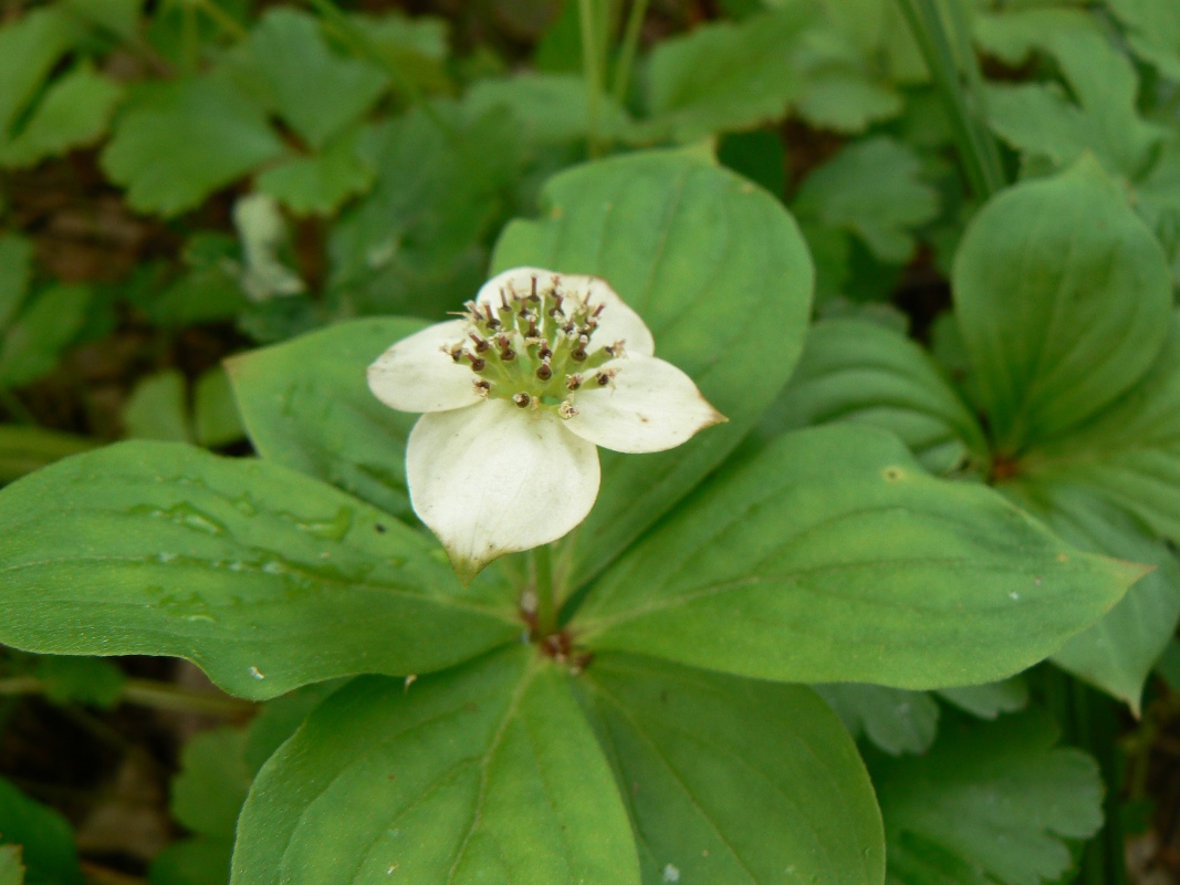 Изображение особи Chamaepericlymenum canadense.