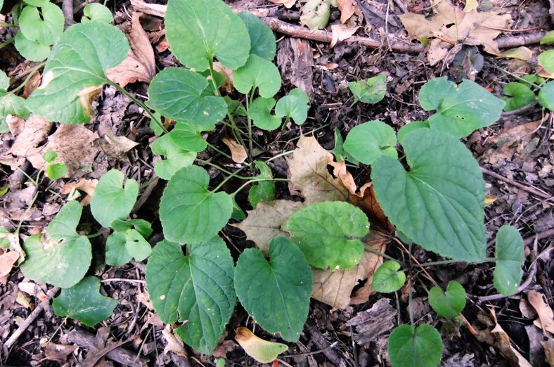 Image of genus Viola specimen.