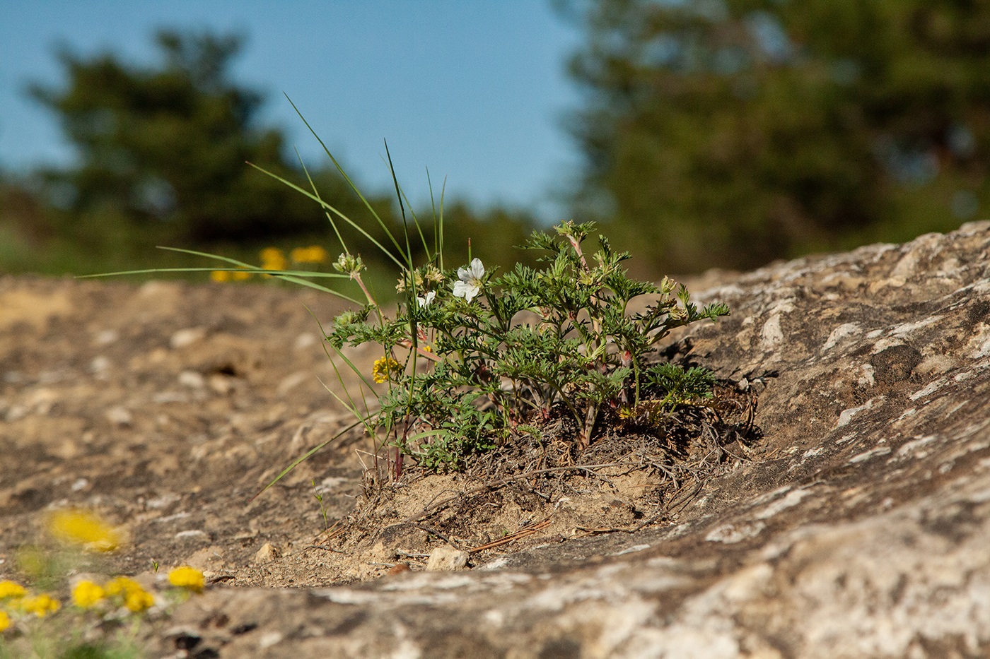 Image of Erodium stevenii specimen.