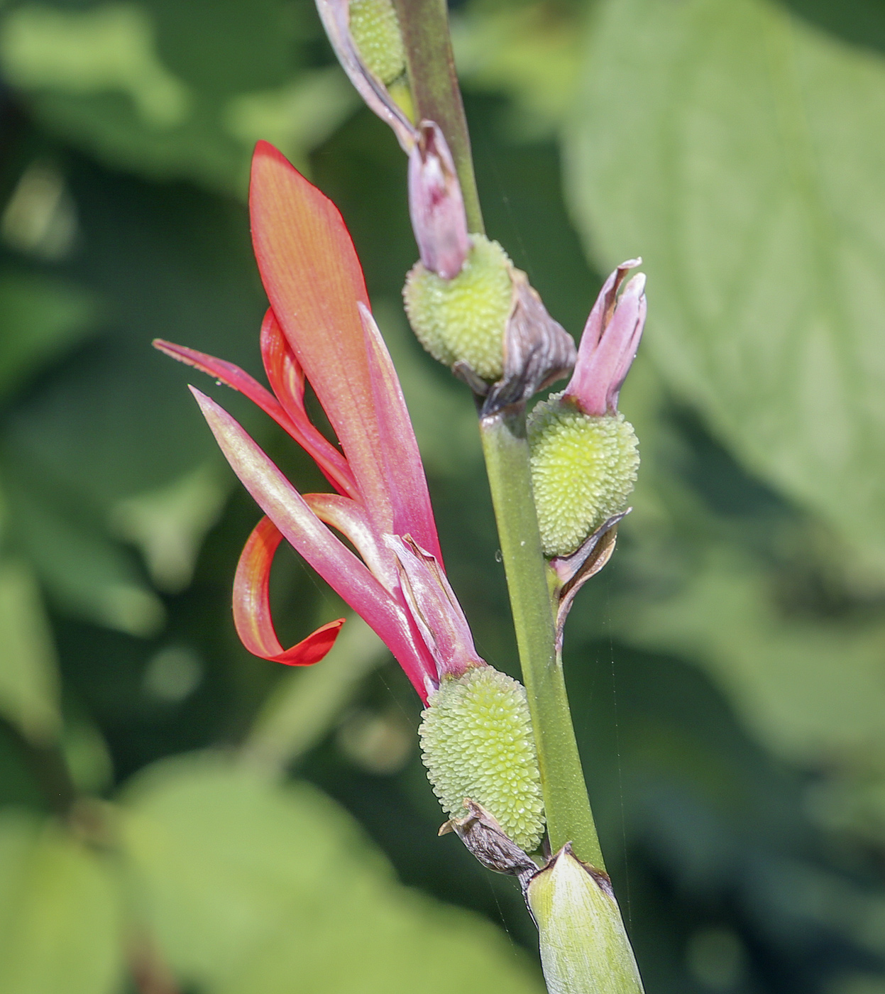 Image of Canna indica specimen.