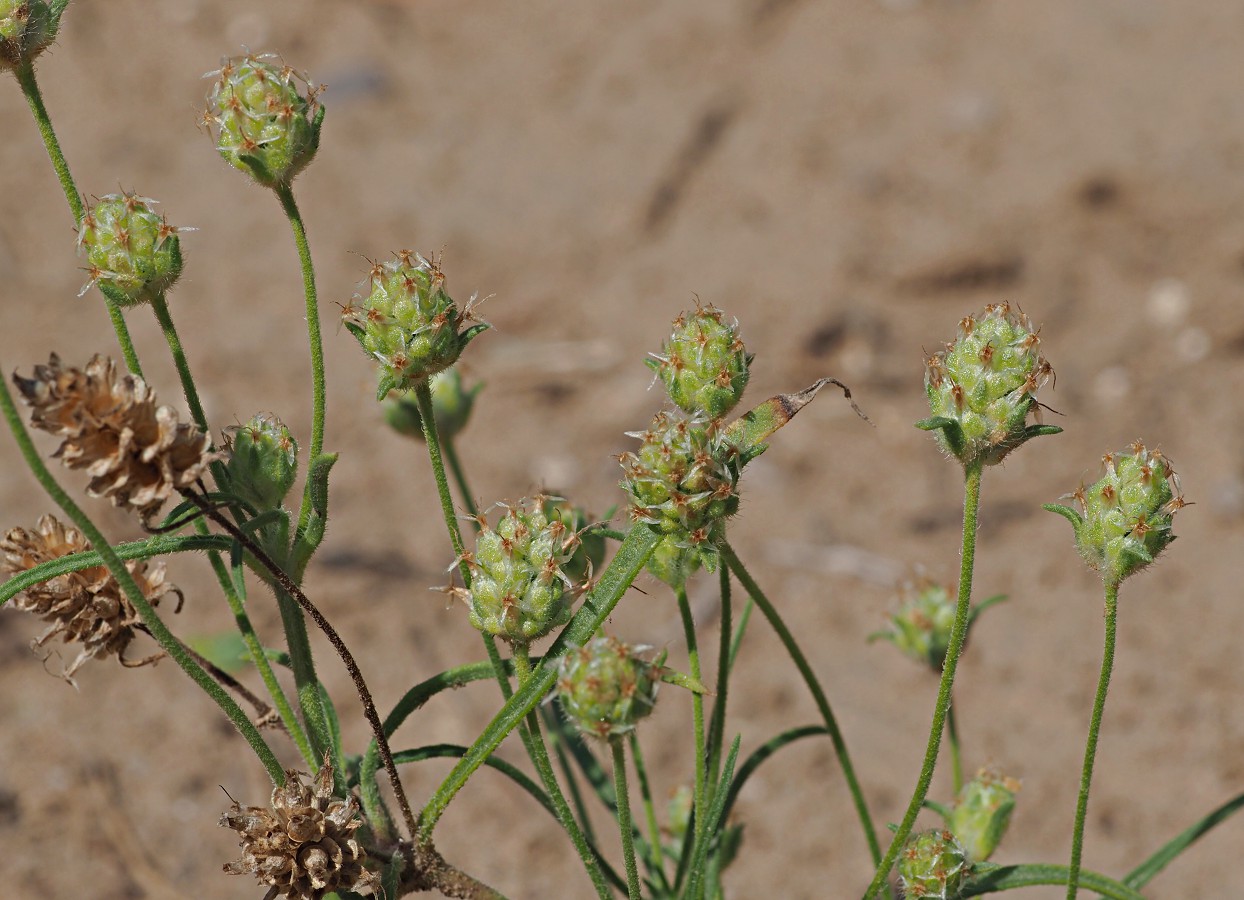 Изображение особи Plantago arenaria.