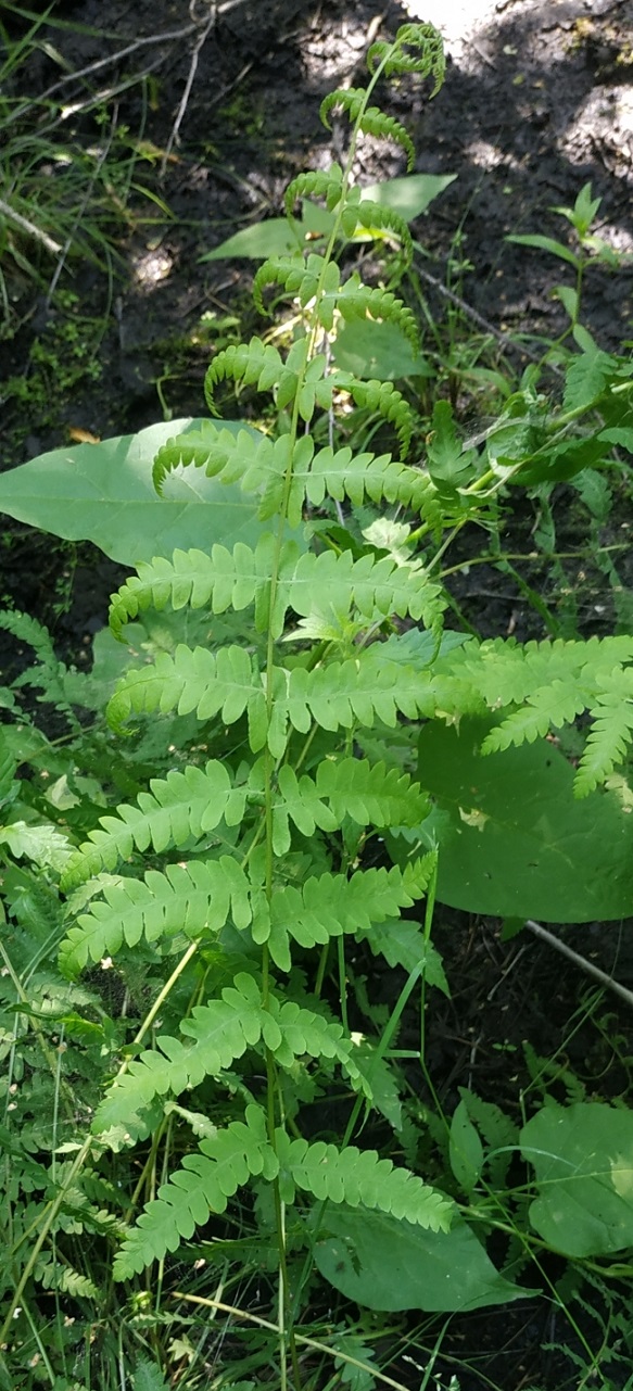 Изображение особи Thelypteris palustris.