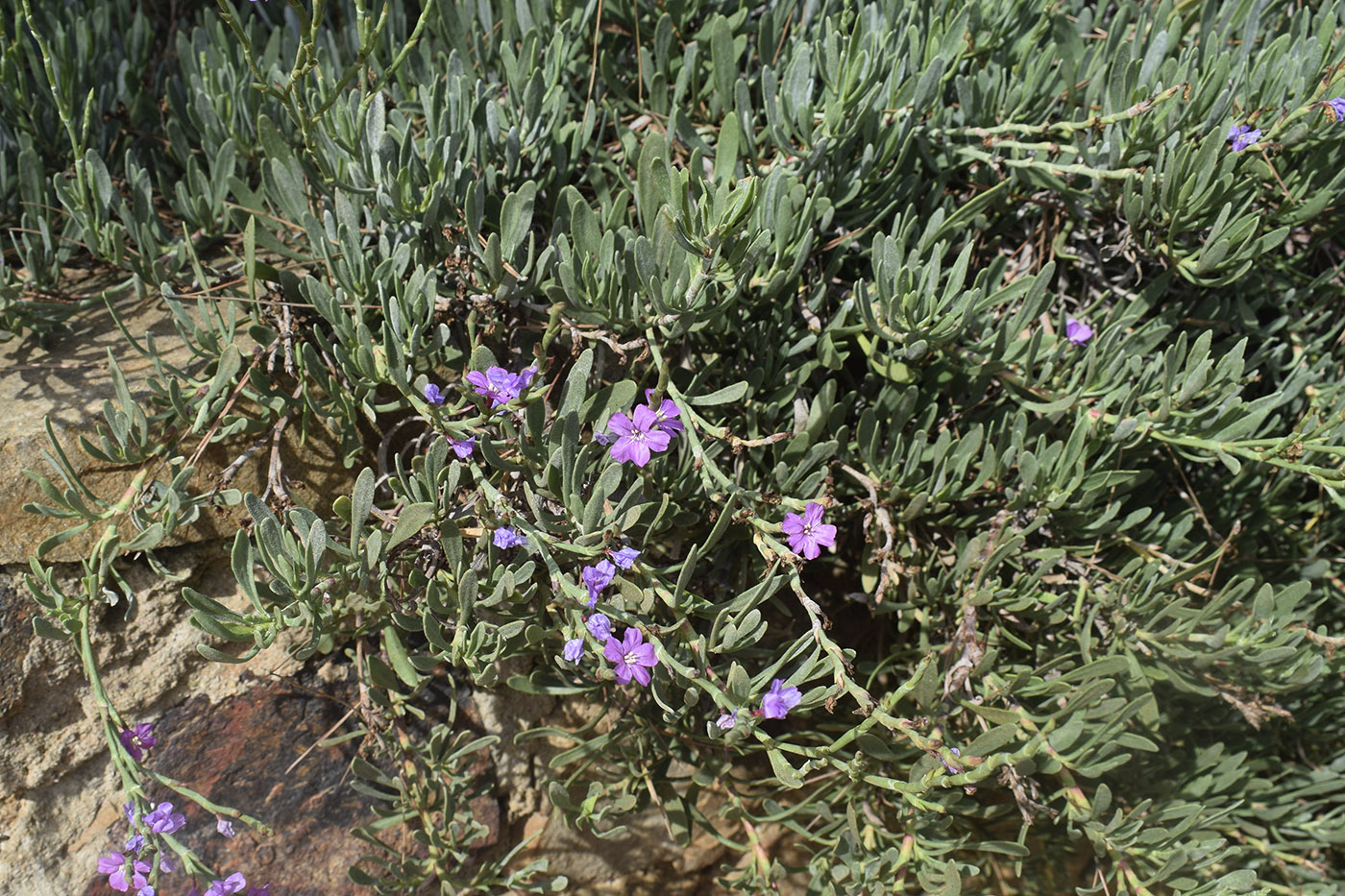 Image of Limoniastrum monopetalum specimen.