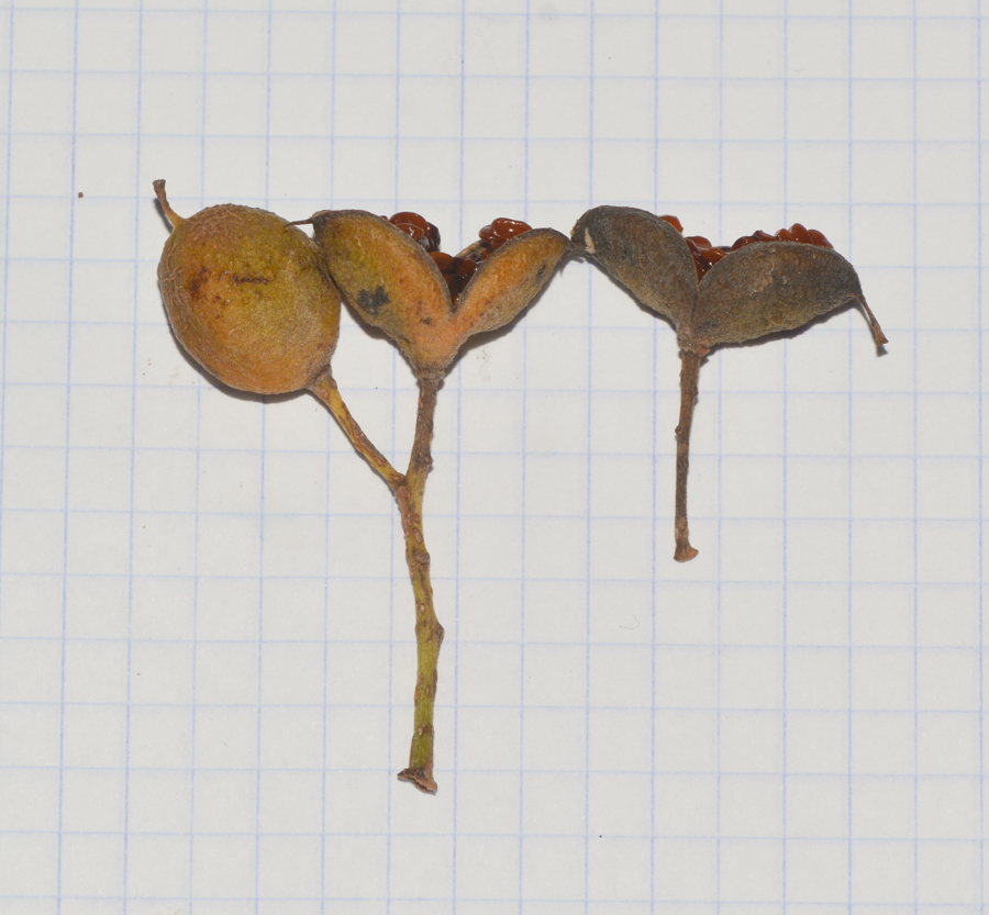 Image of Pittosporum undulatum specimen.