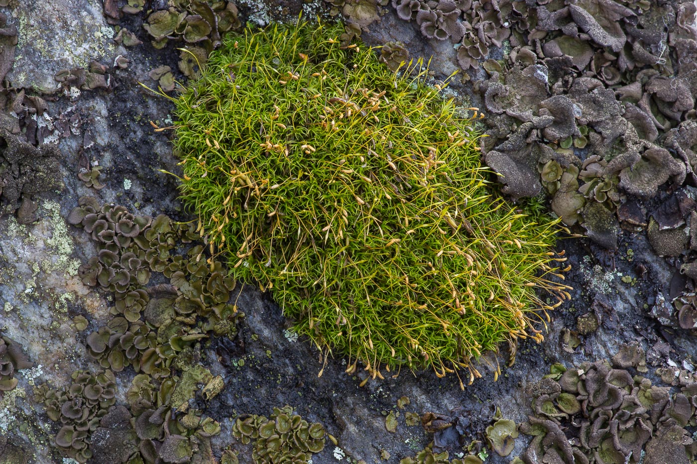 Image of class Bryopsida specimen.