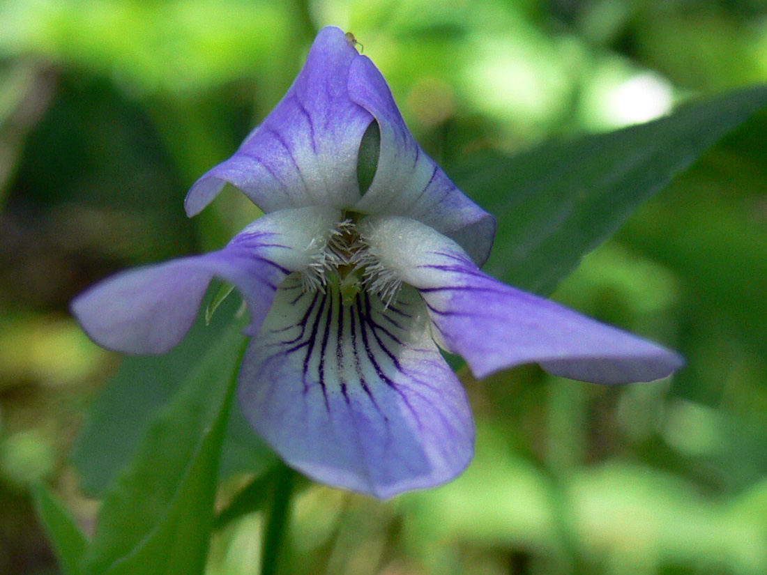 Изображение особи Viola ruppii.