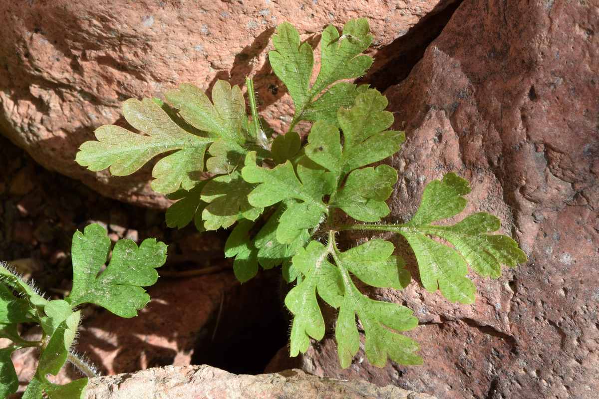 Image of Geranium robertianum specimen.