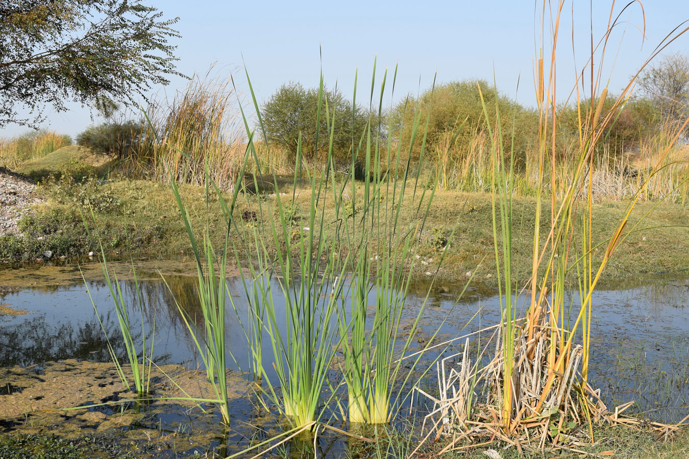 Изображение особи Typha angustifolia.