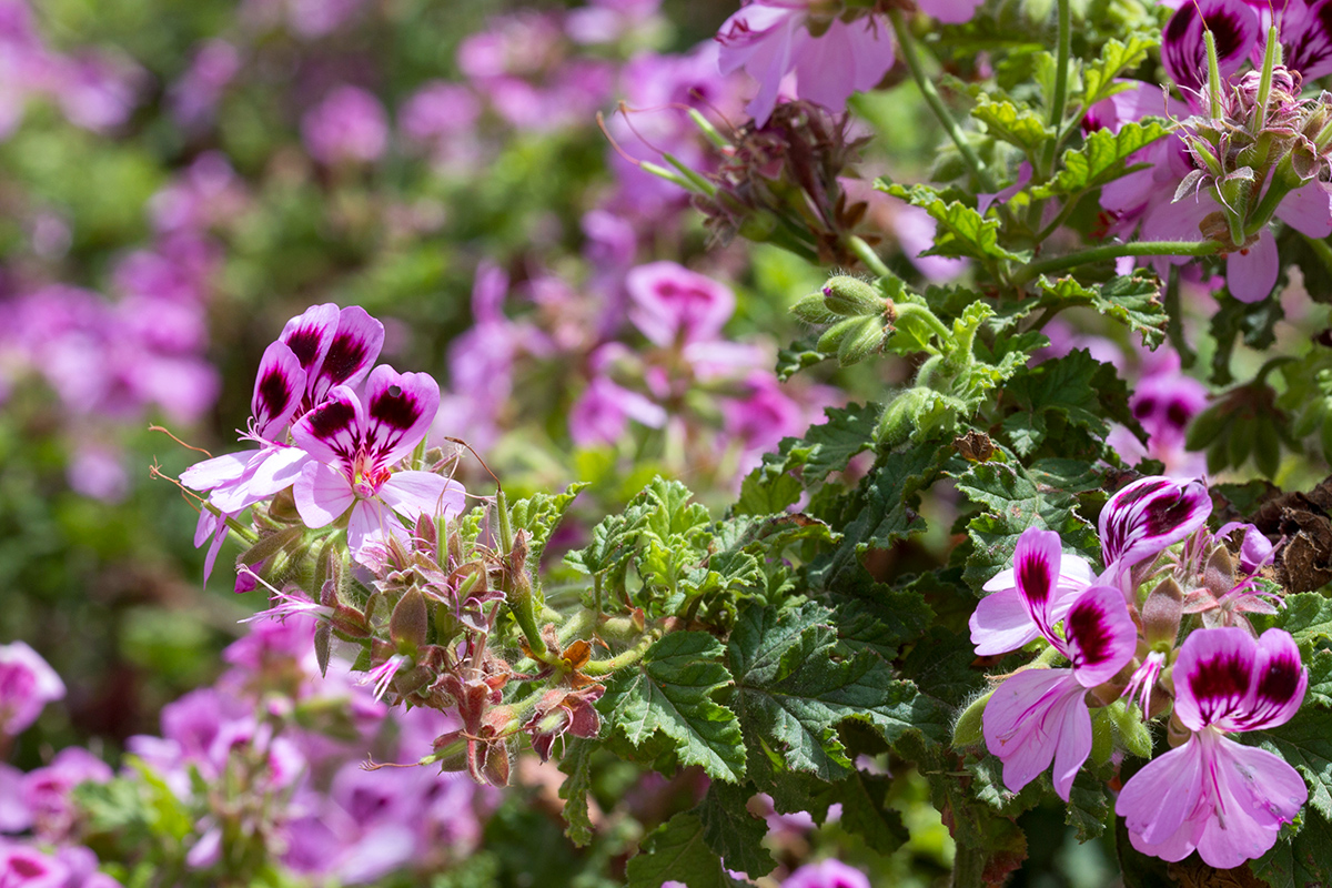 Изображение особи Pelargonium quercifolium.