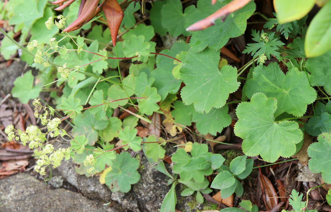 Image of Alchemilla minusculiflora specimen.