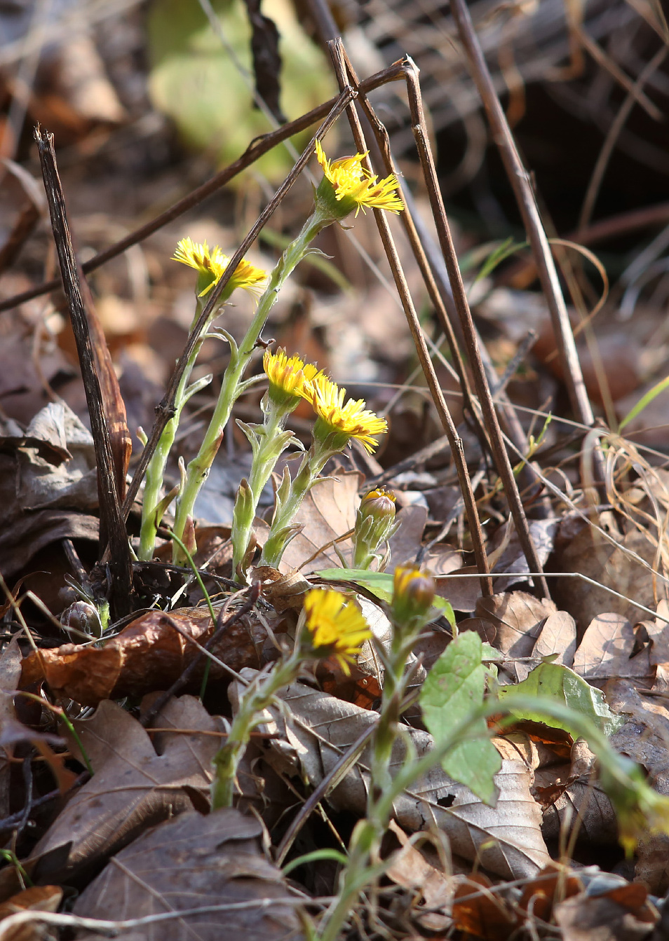 Image of Tussilago farfara specimen.