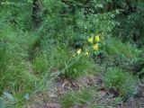 Linaria genistifolia. Верхушка цветущего растения. Северная Осетия, гор. округ Владикавказ, между с. Ниж. Ларс и Чми, ок. 1300 м н.у.м., разреженный лес на склоне. 12.06.2021.