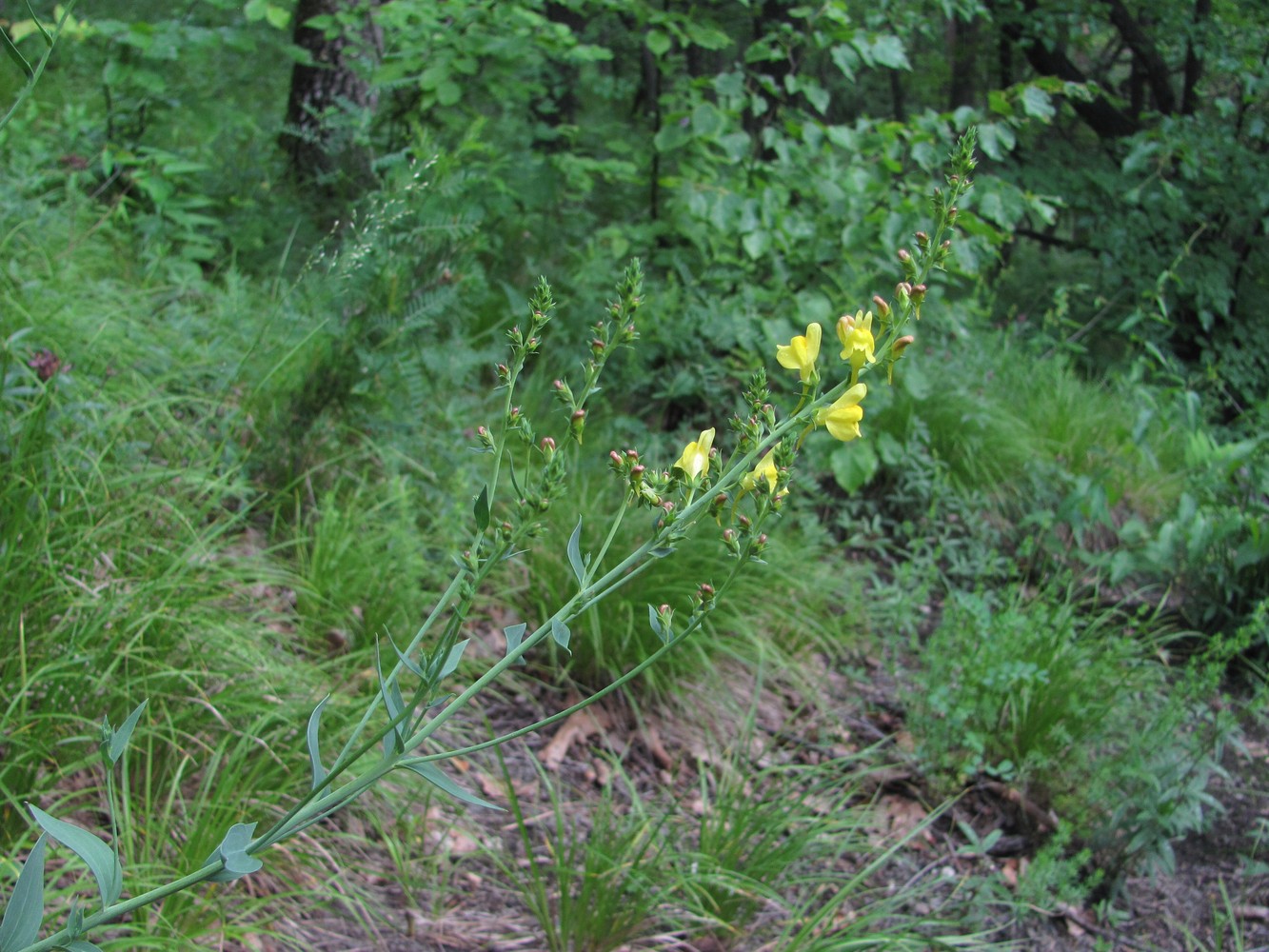 Image of Linaria genistifolia specimen.