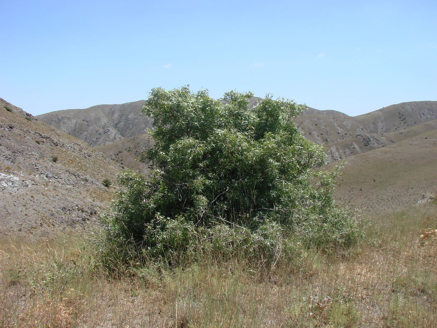 Image of Pyrus regelii specimen.