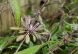 Rudbeckia hirta