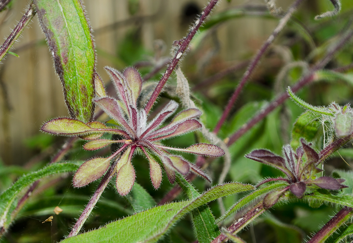 Image of Rudbeckia hirta specimen.