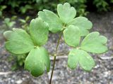 Aquilegia parviflora