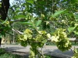 Ulmus pumila. Часть ветви с соплодиями и молодыми побегами. Хабаровск, Монтажная у д. 15, озеленение. 30.05.2011.