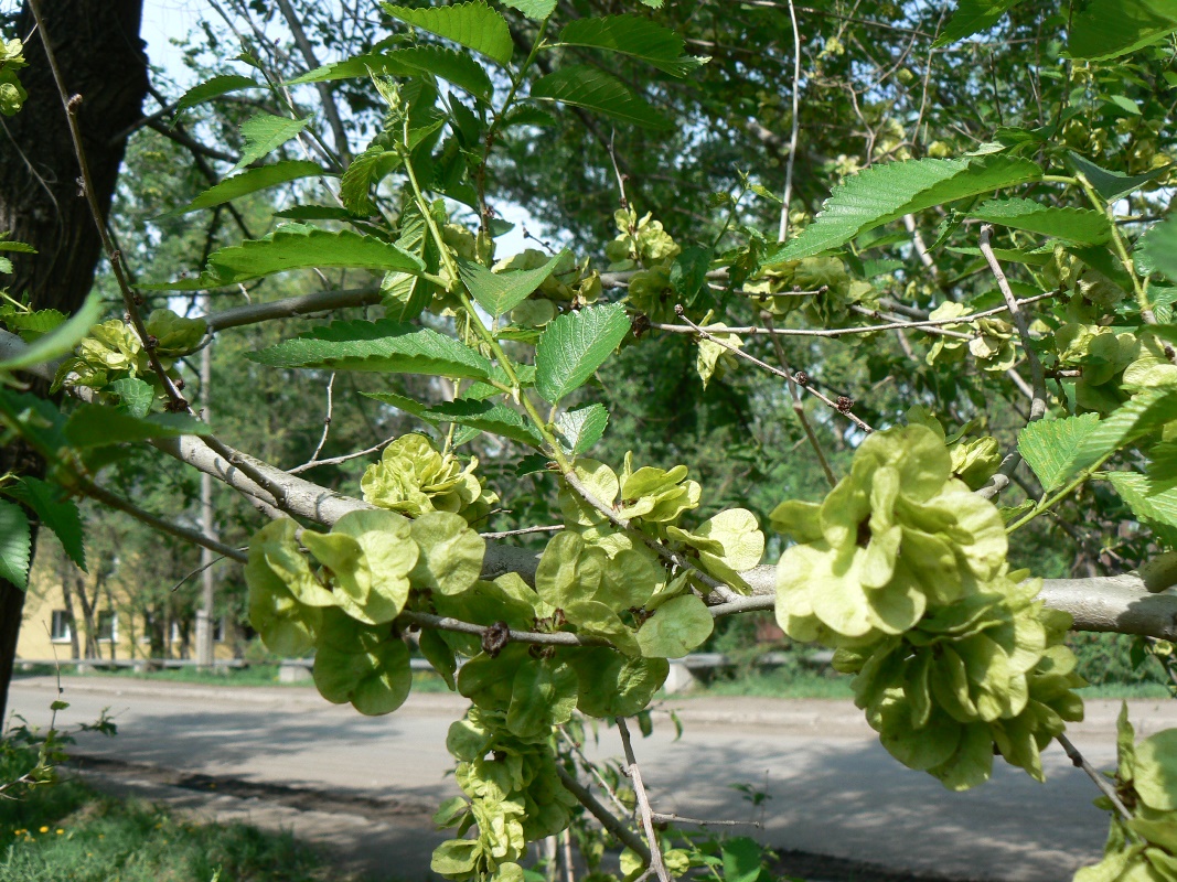 Image of Ulmus pumila specimen.