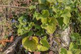 Brunnera macrophylla