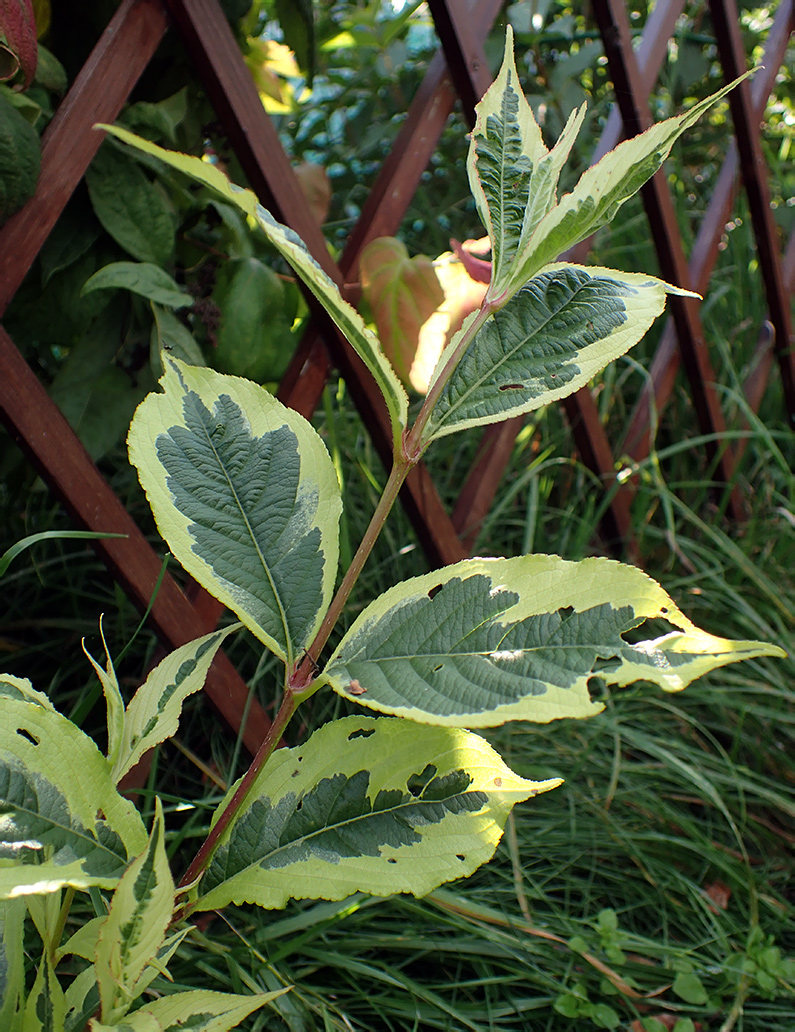 Image of Weigela florida specimen.