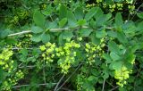 Berberis vulgaris