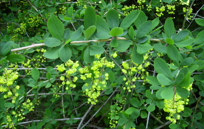 Image of Berberis vulgaris specimen.