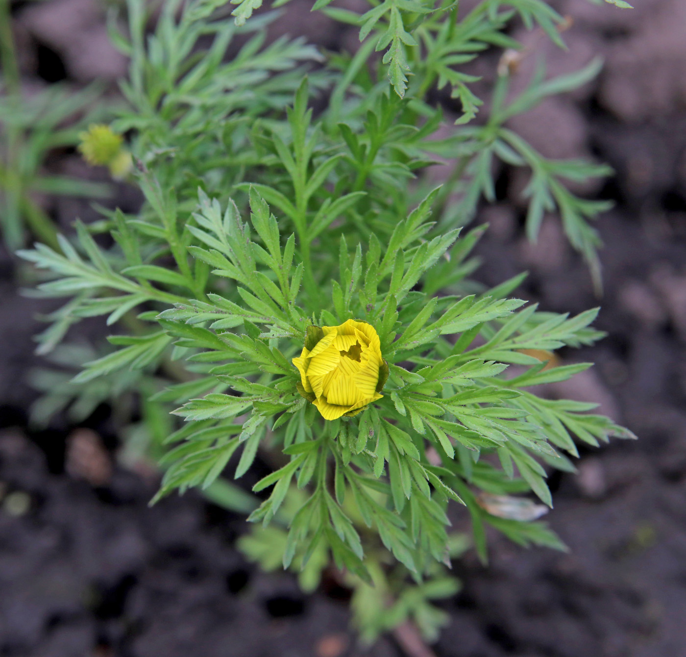 Image of Adonis volgensis specimen.