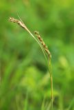 Carex pediformis
