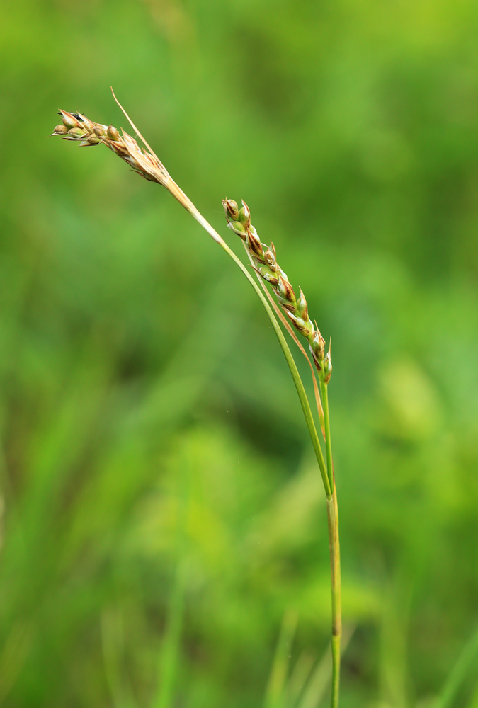 Изображение особи Carex pediformis.