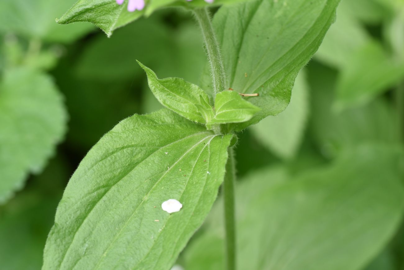 Изображение особи Melandrium dioicum.