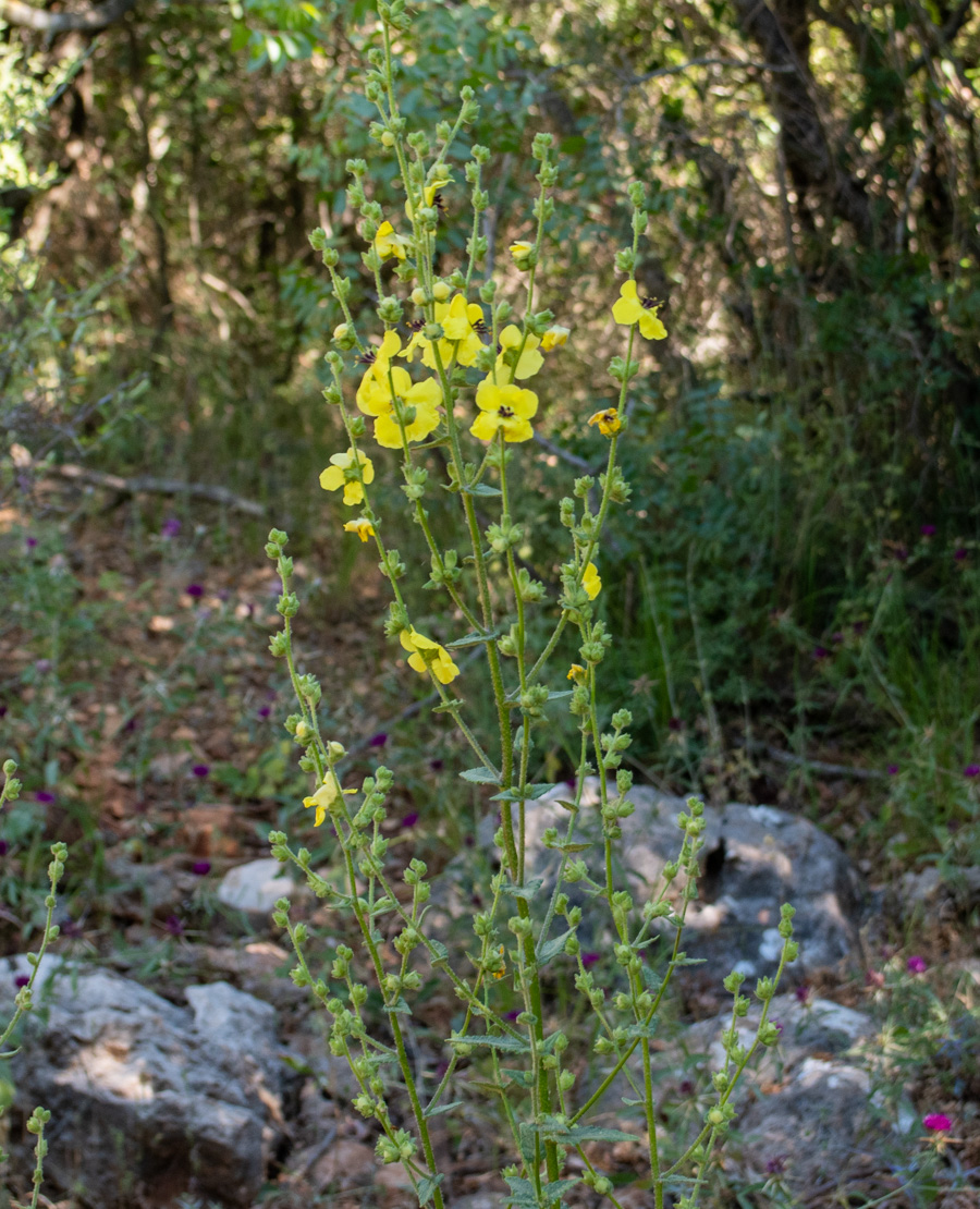 Изображение особи Verbascum tripolitanum.