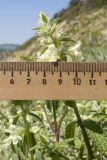 Stachys pubescens. Верхушка побега с соцветием. Краснодарский край, м/о Анапа, окр. пос. Бол. Утриш, гора Солдатская, приморский склон, щебнистая осыпь. 09.05.2022.