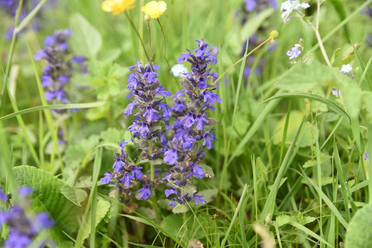 Image of Ajuga genevensis specimen.