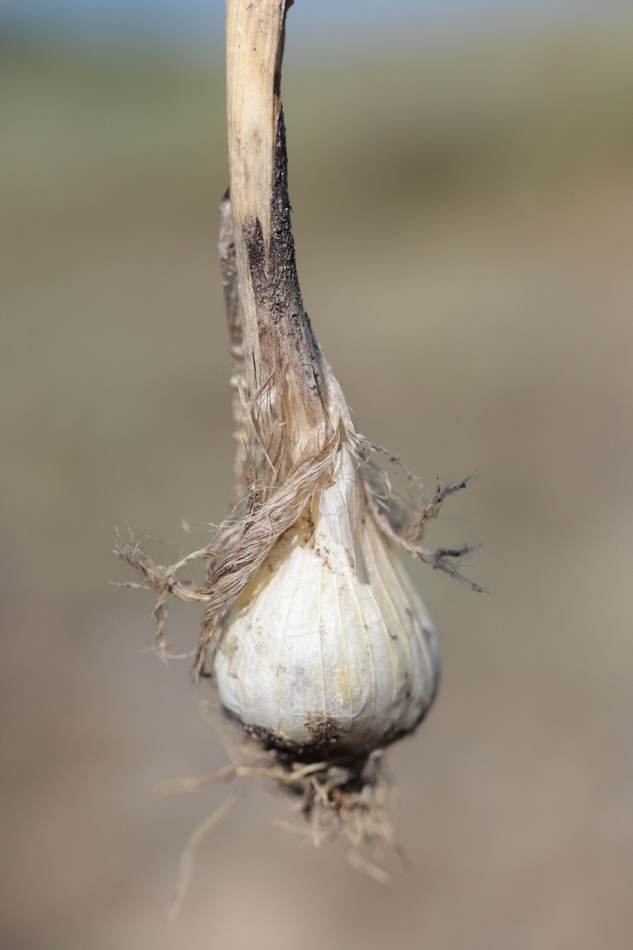 Image of Allium guttatum specimen.