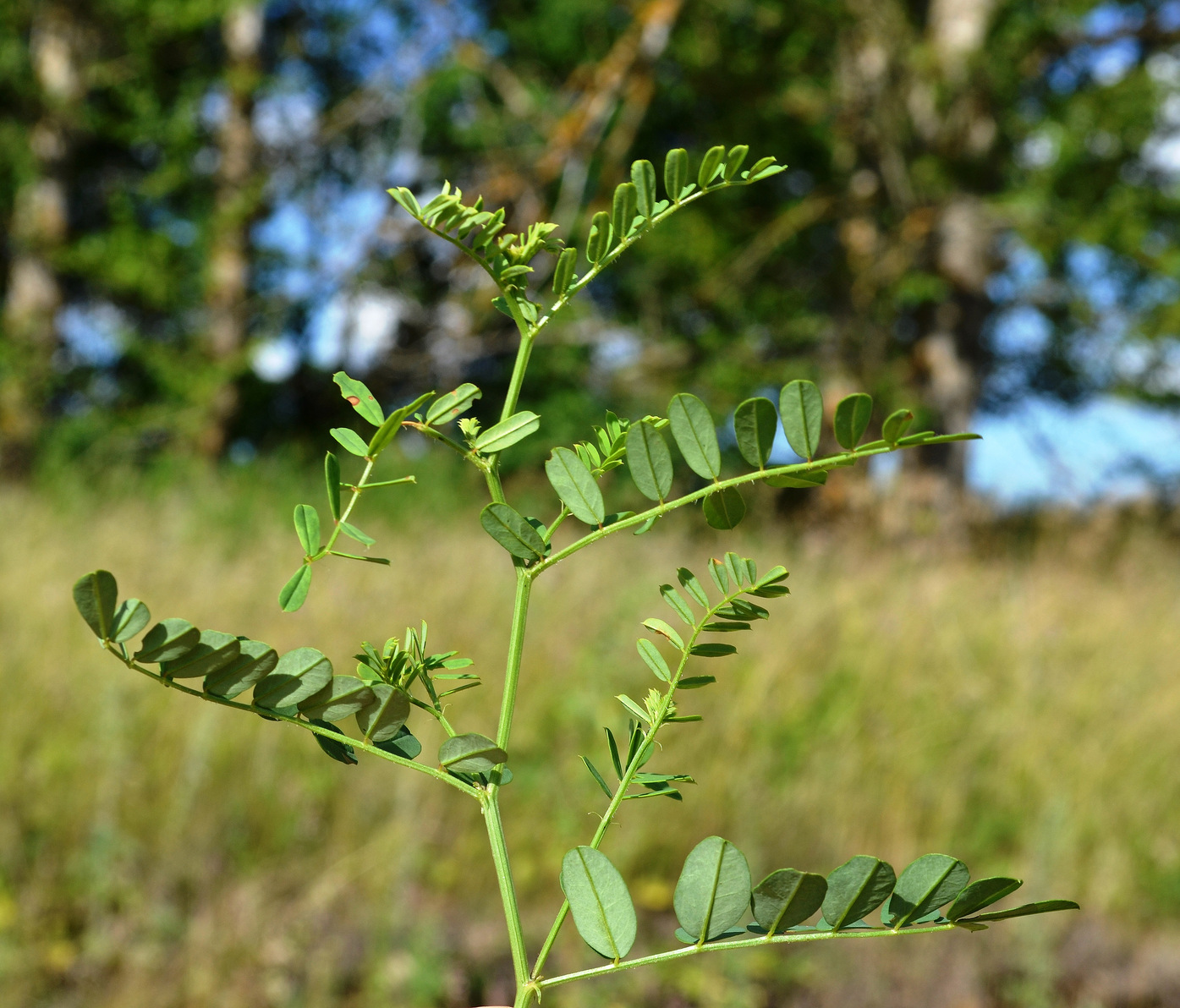 Image of Securigera varia specimen.