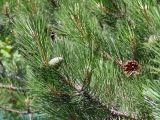 Pinus sylvestris. Верхушки веточек с незрелой и вскрывшейся зрелой шишками. Крым, окр. с. Запрудное, берег оз. Бирюзовое. 14.07.2021.