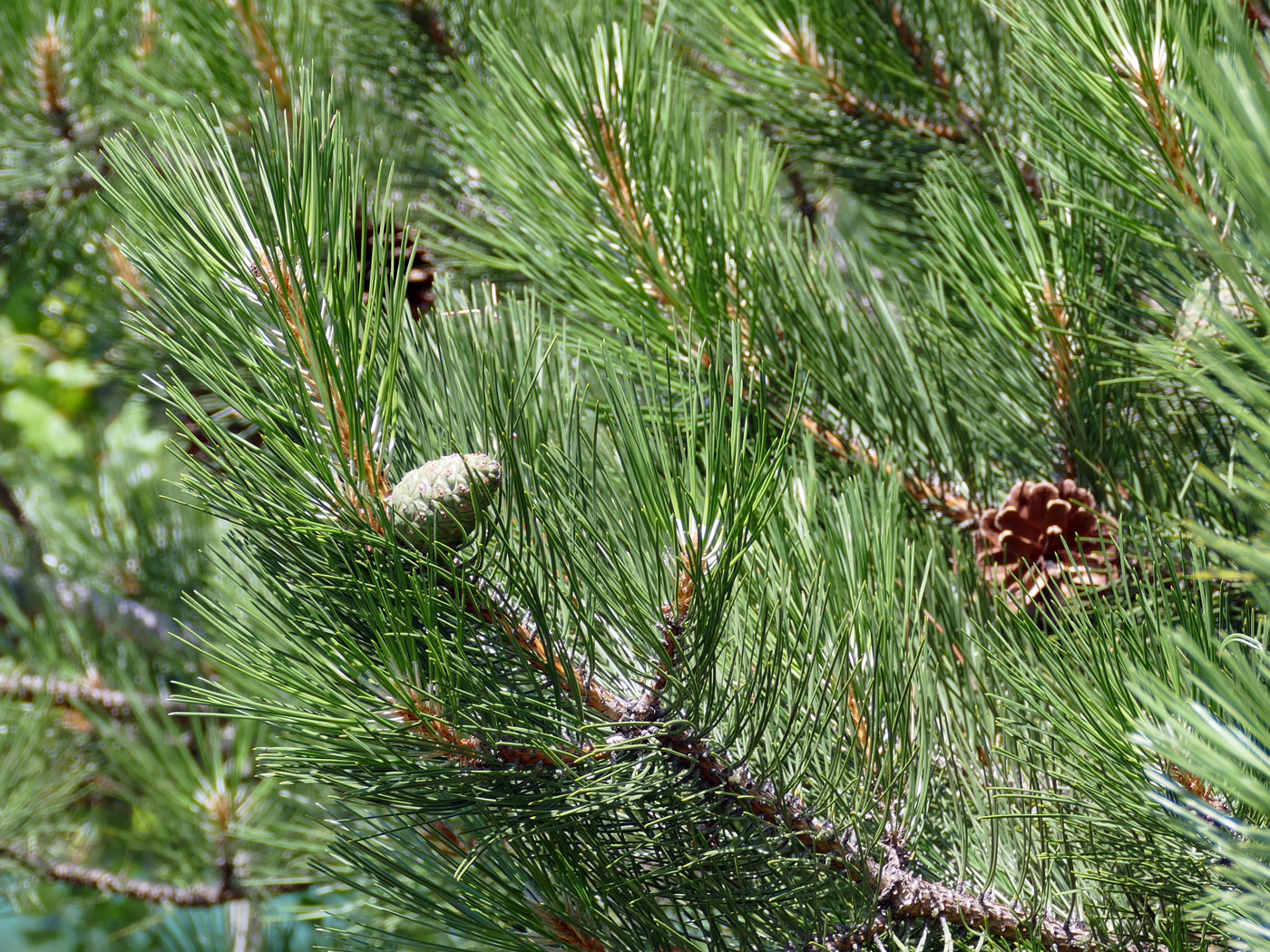 Изображение особи Pinus sylvestris.