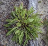 Rumex acetosa