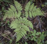 Gymnocarpium dryopteris. Вайя. Ханты-Мансийский автономный округ — Югра, Октябрьский р-н, сельское поселение Курымкары, окр. пос. Горнореченск, правый берег р. Обь, сырой смешанный лес. 05.09.2022.