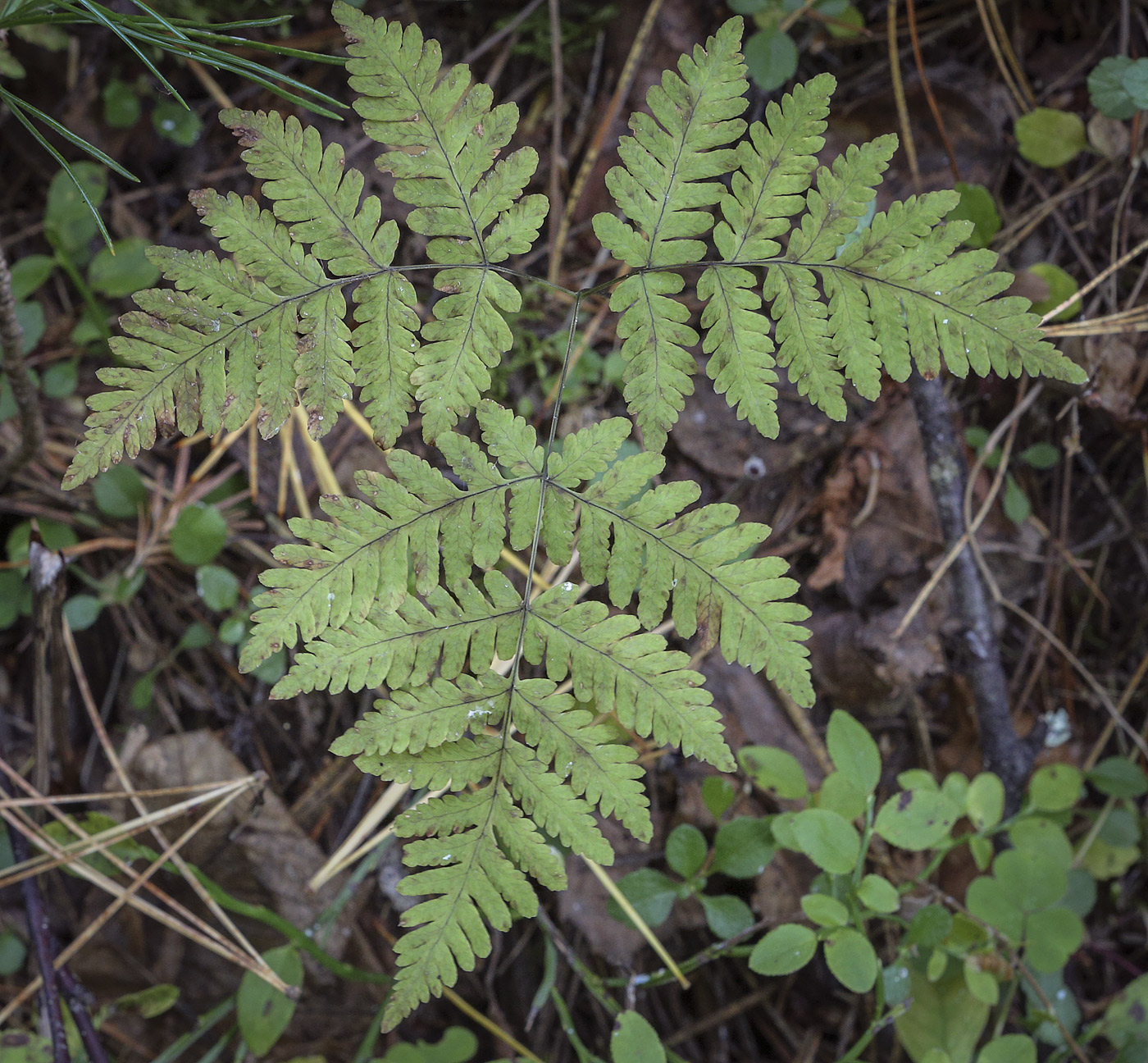 Image of Gymnocarpium dryopteris specimen.