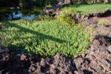 Myriophyllum aquaticum. Заросли вегетирующих растений. Испания, автономное сообщество Канарские о-ва, о-в Фуэртевентура, провинция Las Palmas, муниципалитет Pajara, пос. La Lajita, \"Оазис-Парк\", ботанический сад, пруд у входа в парк. 08.06.2019.
